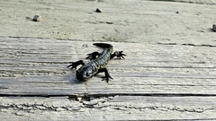 Ambystoma