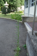 Erigeron canadensis