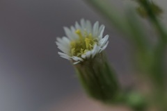 Erigeron canadensis