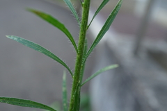Erigeron canadensis