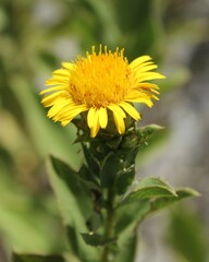 Pentanema spiraeifolium