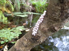 Pomacea paludosa image