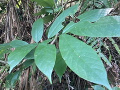 Millettia pachycarpa