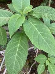 Brugmansia suaveolens