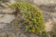 Crassula macowaniana