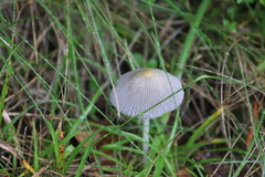Parasola auricoma