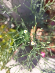 Symphyotrichum subulatum