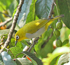 Zosterops palpebrosus