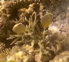 Chaetodon lunulatus