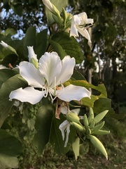 Bauhinia variegata