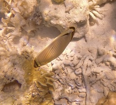 Chaetodon lunulatus