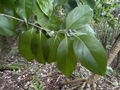 Cyclophyllum barbatum