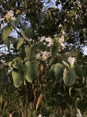 Bauhinia variegata