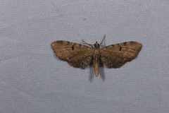 Eupithecia assimilata