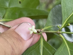 Cyclophyllum barbatum