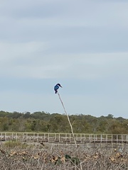 Todiramphus macleayii