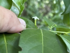 Cyclophyllum barbatum