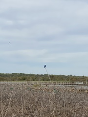 Todiramphus macleayii