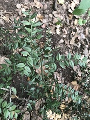 Ruscus aculeatus