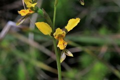 Diuris unica