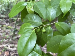 Cyclophyllum barbatum