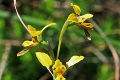 Diuris unica