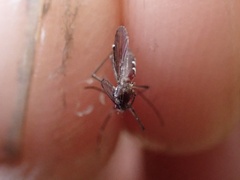 Aedes polynesiensis