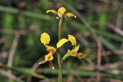 Diuris unica
