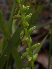 Microtis parviflora