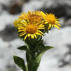 Pentanema spiraeifolium