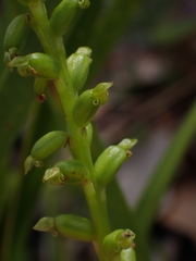 Microtis parviflora