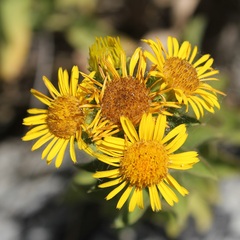 Pentanema spiraeifolium