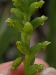 Microtis parviflora