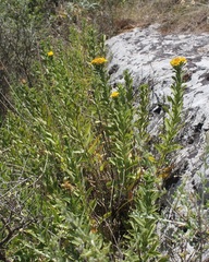 Pentanema spiraeifolium