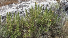 Pentanema spiraeifolium