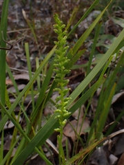 Microtis parviflora