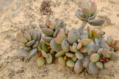 Adromischus marianiae