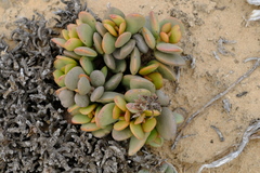 Adromischus marianiae