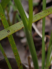 Microtis parviflora