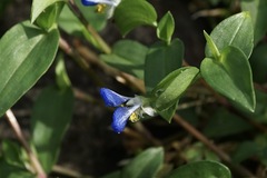 Commelina communis