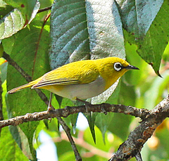 Zosterops palpebrosus