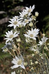 Actinotus helianthi