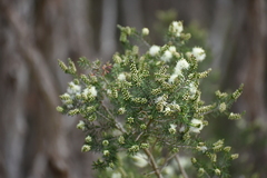 Melaleuca ericifolia