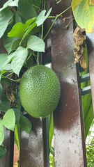 Momordica cochinchinensis