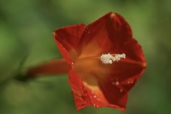 Ipomoea coccinea