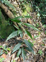 Achyranthes splendens rotundata