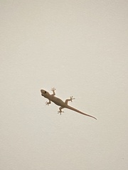 Gehyra australis