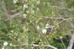 Melaleuca ericifolia
