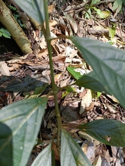 Achyranthes splendens rotundata