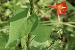 Ipomoea coccinea
